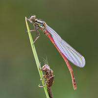 Large Red Damselfly and Exuvia 